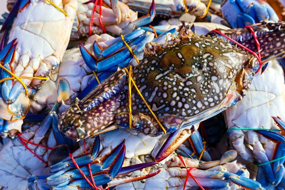 Seafood food, representative of the kind of dishes served